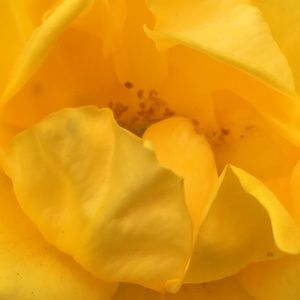 Meet your Posher, Ota